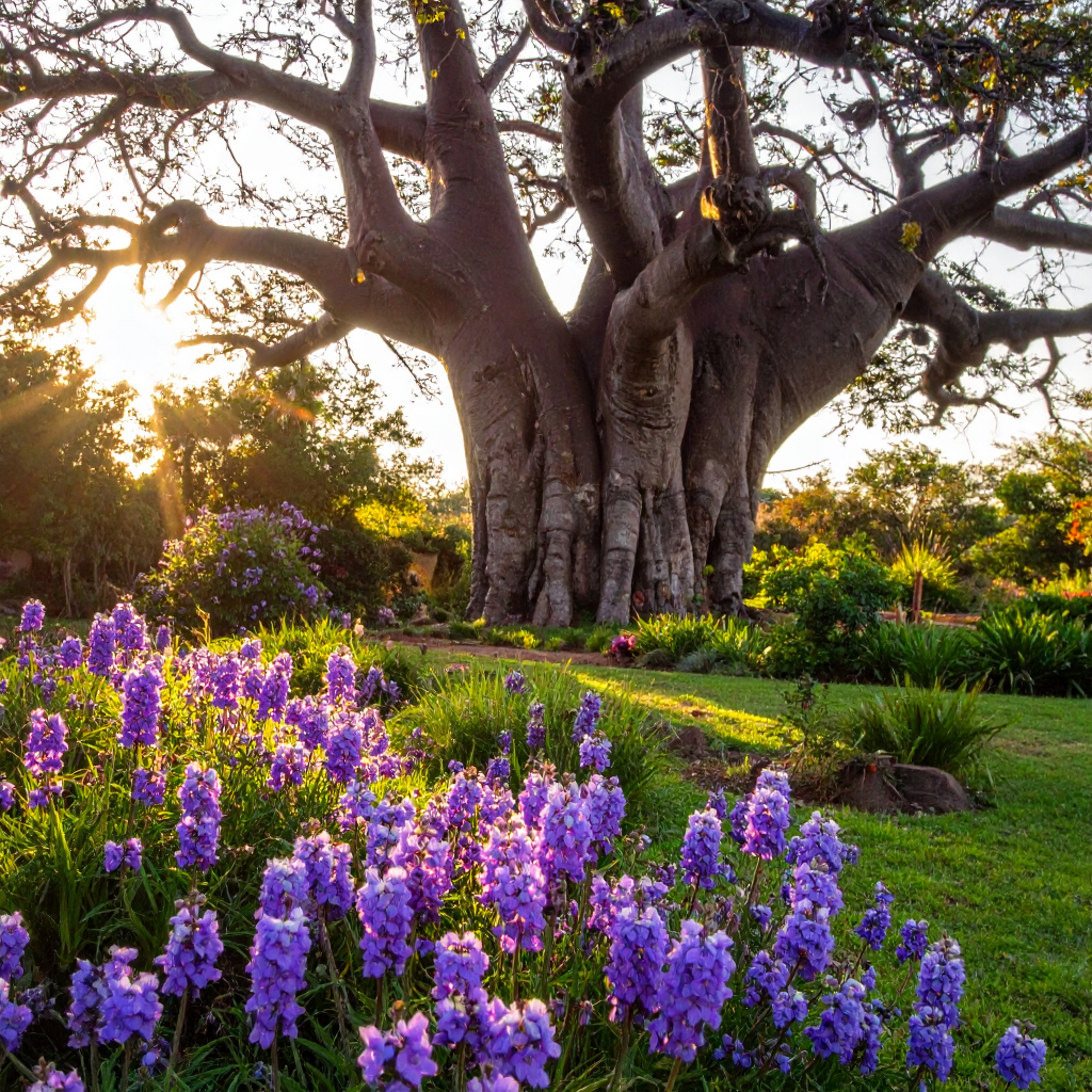 Baobab with purple flowers LR-v3
